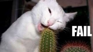 Funny Cats Compilation - Funny Videos 2014 - Funny Animals
