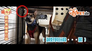 【哈寵PETube】第85集 副社長督察日誌 #編角料