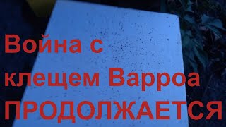 Борьба с клещом Варроа продолжается