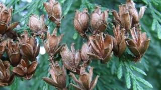 Thuja plicata