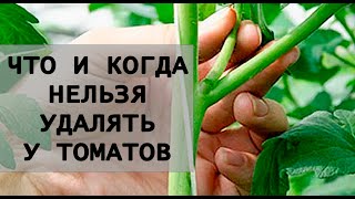Никогда не удаляйте такой пасынок у томата!