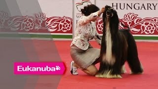 World Dog Show 2013 - Group X Judging