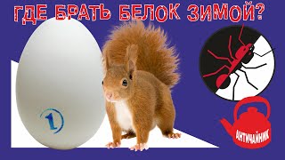 Муравьиная ферма. Античайник. Как кормить муравьев? Белок зимой.