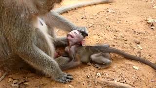 Poor Baby Sweetie because of hungry milk Dolly fight so bad on the ground, Very pity Sweetie