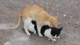 قط يمارس حقه الشرعي في الشارع العام - Cat Sex Mating