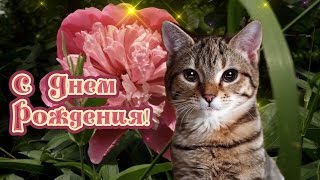 С днем рождения подружка. Видео поздравление с кошкой