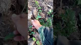 выращивание ежевики в промышленных объемах