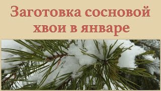 Заготовка сосновой хвои в январе