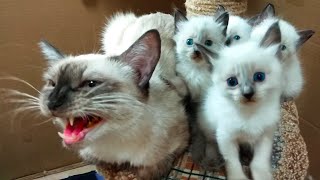 МЯУКАНЬЕ КОТЯТ котята мяукают