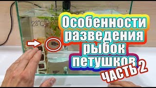 Особенности разведения рыбок петушков (Betta splendens) PT. 2?