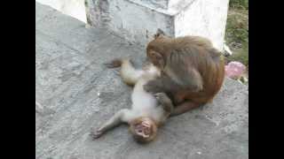 Funny monkeys love / Смешные макаки