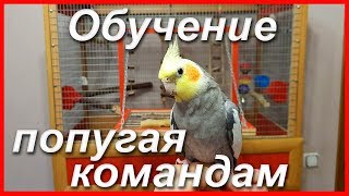 ОБУЧЕНИЕ ПОПУГАЯ КОМАНДАМ. Как научить попугая команде "поворот".  | Рокки Life