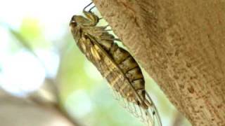 [VIDEO] Cigarra-gigante (Quesada cf. gigas) emitindo o som de acasalamento