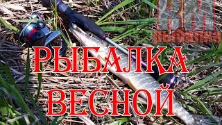 Рыбалка весной на щуку и окуня