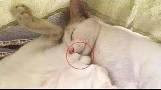НЕПРИЛИЧНО СМЕШНЫЕ КОТЫ ПРИКОЛЫ С ЖИВОТНЫМИ 2022 | СМЕШНЫЕ КОШКИ и СОБАКИ