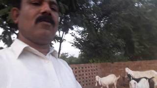 Sumbol goat farm!! 10 goats for sale !! Infarmation of goat farm!! Goat farming in pakistan