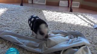 Finnegan the mini pig - new sweater for winter