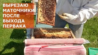 Удаление маточников
