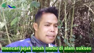 Cara mencari sarang lebah madu di alam liar #lebahmadu #apiscerana #mengintailebah