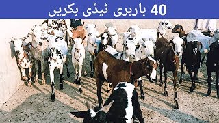 Pure Barbari Teddy Goats For Sale In Pakistan  | بکرا سیل پوائنٹ