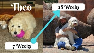 Theo the Goldendoodle (2-6 months)