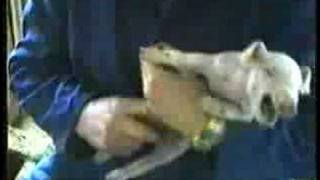 Castration cochon