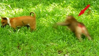WOW.!! Adult Pigtail Monkey Don't Scared A Dog But She Tries To Chase The Dog Out, Daily Post