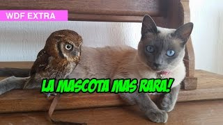 La Mascota mas Rara !