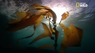 Le surprenant hippocampe