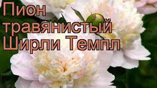 Пион травянистый Ширли Темпл (paeonia shirley temple) ? обзор: как сажать, рассада пиона Ширли Темпл
