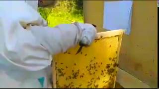 Работа на пасеке. Беглый Осмотр Владимирских  Ульев 13 августа - Прямая Трансляции