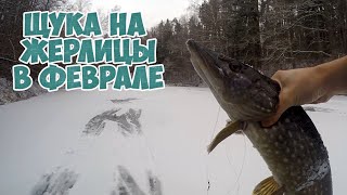 Зимняя рыбалка 2020. Щука на жерлицы. Первый лед в феврале