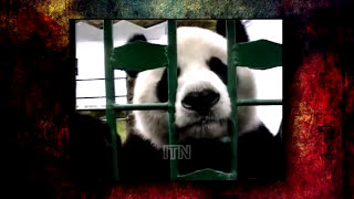 ТОП СТРАШНЫХ НАПАДЕНИЙ ЖИВОТНЫХ НА ЛЮДЕЙ СНЯТЫХ НА КАМЕРУ