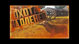 Сколько зарабатывают охотники? || Radmir RP [CRMP]