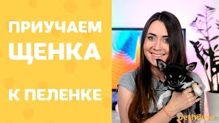 Щенок писает не туда? Как приучить собаку ходить в туалет на пеленку | Советы от pethouse.ua