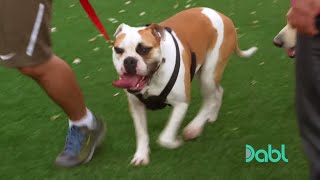 Cesar Millan Stops a Dog Fight