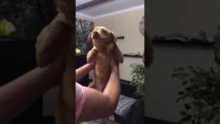 Ой мама не женюсь.Приколы с животными.Танцующий пёс.Звезда ютуба.