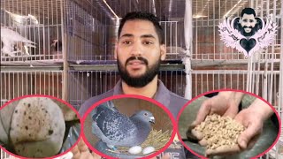 غلطة خلت الحمام يبطل يبيض فيديو مهم لكل غاوي او مزرعه حمام