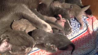 кормление 7 котят