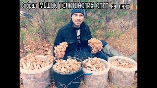 Сбор грибов 11. 11. 2017. Опята на пнях. СОБРАЛ МЕШОК ТОЛСТОНОГИХ ОПЯТ!!!