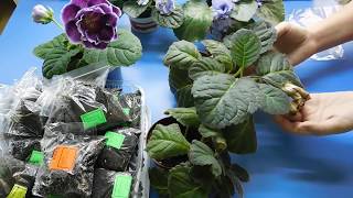 ?ГЛОКСИНИЯ ПОСЛЕ ЦВЕТЕНИЯ ! КАК ВЫКАПЫВАТЬ КЛУБНИ ?how to grow gloxinia