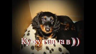 Маленькие таксята - Маргошины дитята.