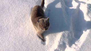 Британский Кот в снегу - britishcat.com.ua