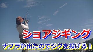 ショアジギング　ナブラが出ていたので急遽ジグを投げました