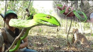 Kucing Hutan Menyelamatkan Saya dari Patukan Ular Hijau