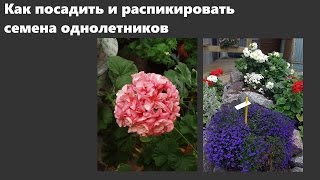 Посадка семян и пикировка лобелии, бальзамина, пеларгонии и других однолетников.