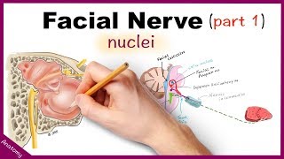 Facial Nerve Anatomy Simplified (Part -1)
