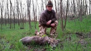 Трофейная охота на самца косули в Венгрии. Часть 1 [Трофейная охота]