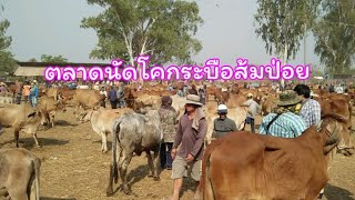 ตลาดนัดโคกระบือส้มป่อยราคาวัวพอฟังพอไปได้24มกราคม63