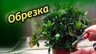 АЗАЛИЯ. Обрезка и уход после цветения!